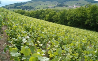 Marcel Joubert's vines on the Côte du Py, Morgon (Beaujolais)